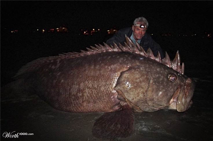 Photo:  river monsters 8